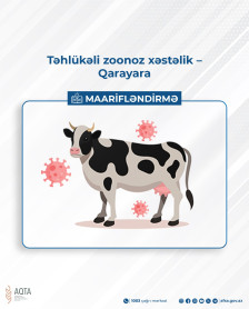 AQTA maarifləndirir: Təhlükəli zoonoz xəstəlik – Qarayara